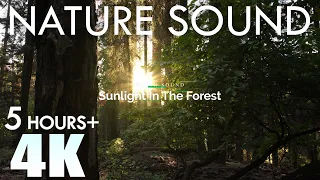 EARTH SOUND Sequoia National Park Nature Sounds Sunrise 1 Forest Birds Singing 5 Hours Relaxation