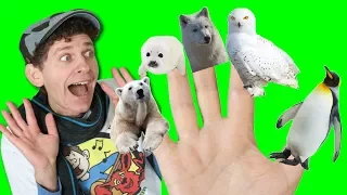 Finger Family Song - Winter Animals | What Do You See? Animals Songs | Learn English Kids