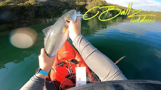 Sydney Harbour Kayak Fishing - light gear and big fish
