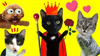 Quien es este gato negro misterioso…esconde un secreto / Videos de gatos graciosos Luna y Estrella