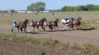 Рысаки ⚡️ 4х лет (1гид) / Петропавловск / Ипподром / Кулагер / Дерби / Derby