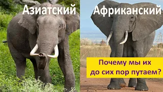 Африканские и азиатские слоны. В чём отличия? Наталья Носова