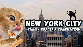 CAT MEMES: FAMILY ROADTRIP COMPILATION + EXTRA SCENES