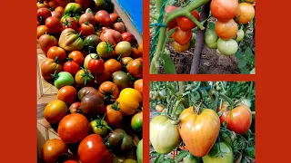 🍅Томаты открытого грунта.Посев семян на рассаду.🌱