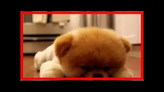 Boo, der süßeste Hund der Welt, ist sooo müde