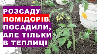 Як правильно посадити розсаду помідорів у ґрунт навесні 2024 року?