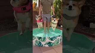 Corgis have a swimming lesson