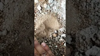 Excavation of antlion grub from it's trapping pit