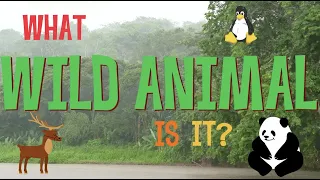 What wild animal is it?