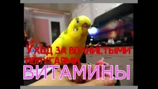 Витамины для попугая. Прием витаминов. Зачем попугаю витамины? УХОД ЗА ВОЛНИСТЫМИ ПОПУГАЯМИ! Часть 4