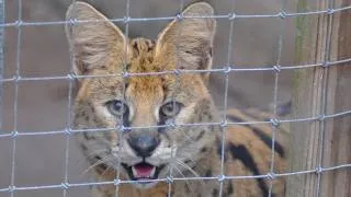 Exotic Cats Rescued from NC Cat Mill