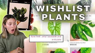 How to shop for plants online like a pro with ME! | Etsy Houseplant Wishlist Shopping pt. 1