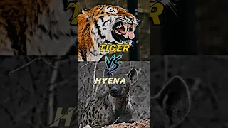 Tiger 🆚 Hyena (Who will Win?) | Part 1 #animals #shorts