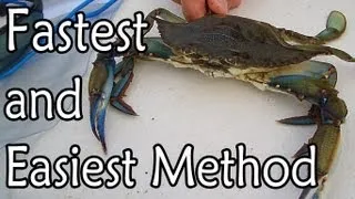 How to Clean a Blue Claw Crab