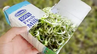 Using a Milk carton to grow bean sprouts at home - Amazing life hacks