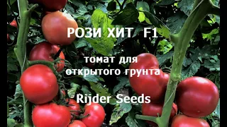 РОЗИ ХИТ F1 - детерминантный розовый томат от Rijder Seeds - Добрые Семена.ру
