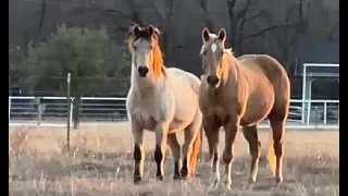 Horse Pasture Care 101 - How Much Land Do You Need For Horses