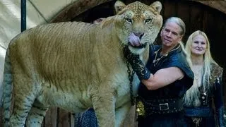 THE LIGER - Lion Tiger Hybrid Bred in Captivity