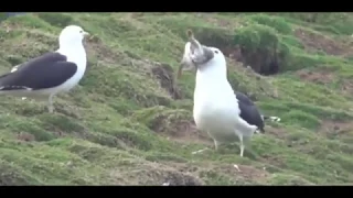 Seagull swallows an entire rabbit alive