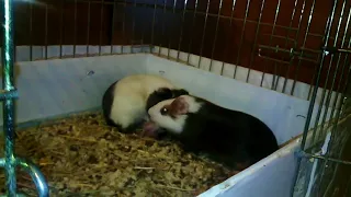 Морская свинка рожает Guinea pig gives birth