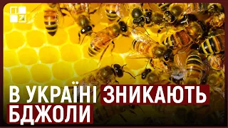 В Україні зникають бджоли. Причини та наслідки | Христина Кулінець