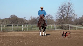 Teach Your Horse to Spin:  Episode 1: Hands