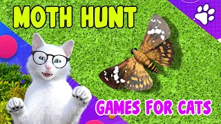 CAT GAMES - MOTH HUNT! Video for All Cats in the World