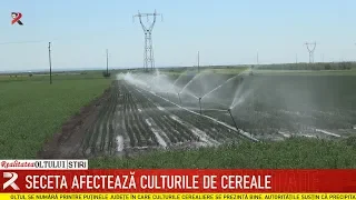 Seceta afectează culturile de cereale