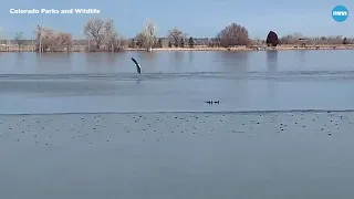 Small ducks in Colorado avoid multiple passes from a bald eagle