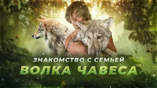 Знакомство с семьей волка Чавеса