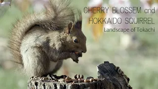 Cherry Blossom and Hokkaido Squirrel / LUMIX GH6/ LEICA VARIO-ELMAR 100-400mm