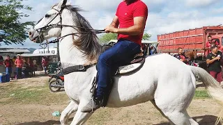 FEIRA DE CAVALOS EM CARUARU-PE   12-03-2024  #nordeste