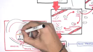 Pharmacology and life cycle - Malaria (Antimalarials, pathophysiology, treatment)