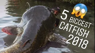 Le 5 Catture di Siluro Gigante più Incredibili del 2018 - by Catfishing World