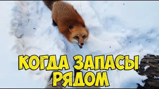 Ли Сяо / Alice the Fox Алиса Лиса (Яростная оборона запасов)