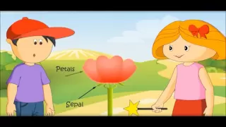 Parts Of A Flowers And Their Functions for kids