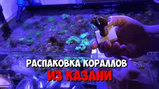 Распаковка 📦 кораллов 🪸от Руслана из г. Казань | Морской аквариум 🐠