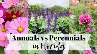 Annuals vs  Perennials in Florida with Theresa