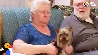 Grandma Gets Puppy Surprise From Her Family | The Dodo