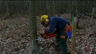 Tree Felling Using a Split Level Cut , with a Husqvarna 346xp Chainsaw