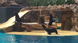 Шоу морских Львов | Лоро Парк | Sea Lions Show | Loro Parque