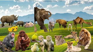 Cute Baby Animals That Will Melt Your Heart Lion, Camel, Monkey, Cat, Elephant, Duck, Part 01