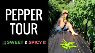 CAUTION: It's Spicy!! Pepper Garden Tour