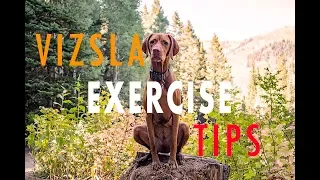 Tips on How to Exercise Your Vizsla - Video 111