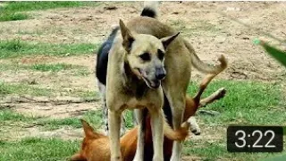 Amazing  Rural Dogs !! Dog Meeting for the Summer Season in Village.