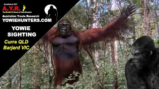 Yowie / Bigfoot Sightings (Audio Report #187) at Curra QLD & Barjarg VIC