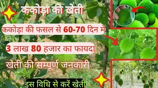 इस फसल से  3लाख 80हजार 60 दिनों में कमाए। खेती की पूरी जानकारी।kacoda ki kheti.