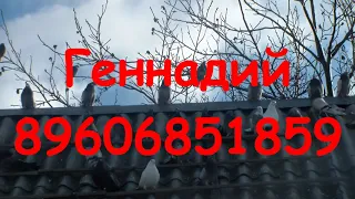 Николаевские голуби г.Обояни