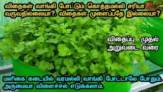 கொத்தமல்லி விதைகள் வாங்கி போட்டும்  சரியா வருவதில்லையா?. அருமையா கொத்தமல்லி வளர்க்க சில டிப்ஸ்