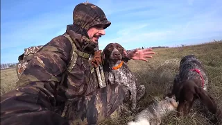 Мордой в Зайца. Ходовая охота по зайцу с Курцхаарами! Гюрза-шоколадка и Деффик!